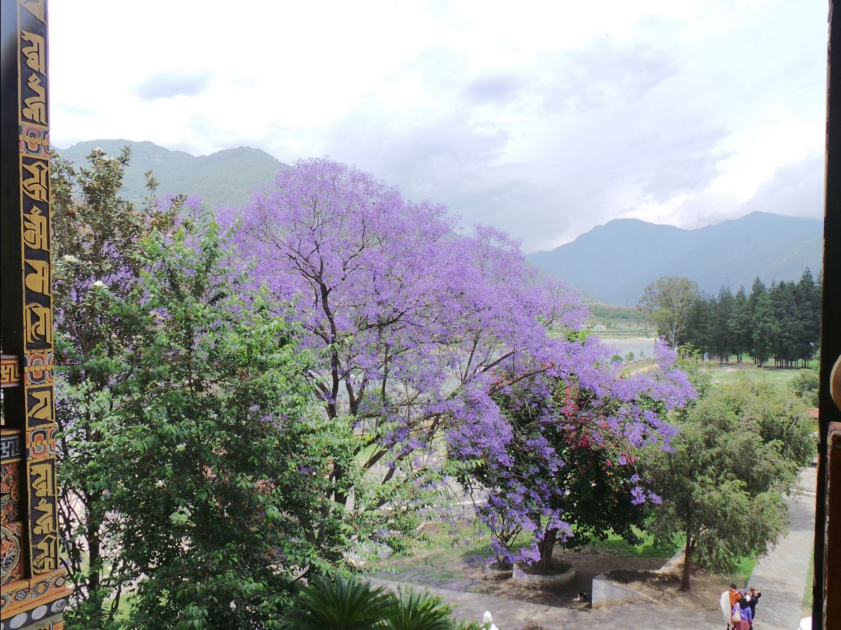Punakha Dzong122